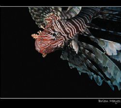 Lionfish head down and hunting. Canon A70 by Brian Mayes 
